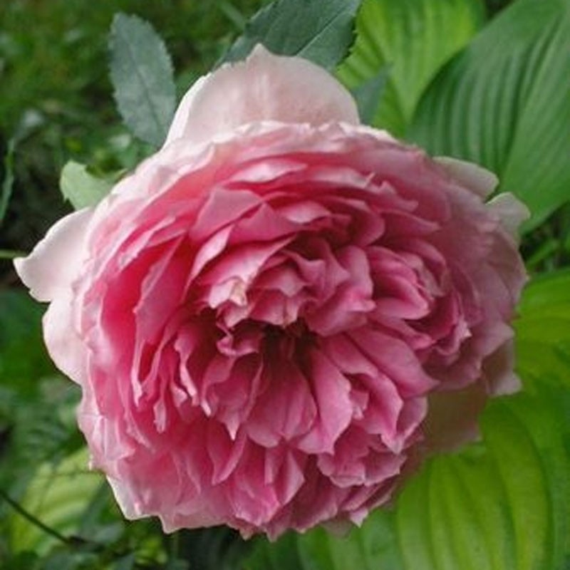 The Ingenious Mr Fairchild Austijus Pétales De Roses The Ingenious Mr Fairchild Austijus