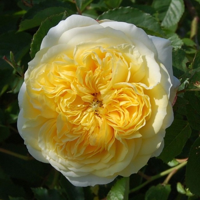 Rosa 'THE PILGRIM®' Auswalker 'THE PILGRIM®' Auswalker Rose