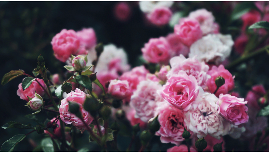 Inspiration - Mixed Border